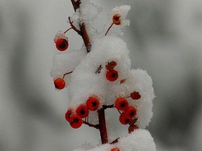 La neige en&nbsp;poèmes