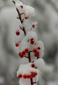 Jour de neige, par Alpha du Centaure, flickr, libre de réutilisation (http://www.flickr.com/photos/alphaducentaure/3177472765/in/photolist-e9dD3J-dNg4yx-5QMnXc-98aUai-dNh9Uq-7FDFt5-qnyMJ1-4r2rtf-7oBHoc-dLQFtN-rqdCKg-ppK716-8ZfWrM-dNiNgC-dNm219-5TxTZR-dNjXFW-8ZrHk4-6uYWzP-8Zv7ro-dNmbCJ-eubqxw-b95cHc-5TNdZc-bq2tvp-pGtD2c-5Jz9tC-7AAmrn-dNkBG5-bFvVcF-87FZiH-kWXBFY-dWHa8i-5ShUE2-szgny-pKfUd5-e2Me3S-7tHzxo-9fsx1U-7p7EZC-dNkTWQ-dLJsqe-dNmv8E-p5d8qt-724HV-6kFT5n-6cQpYt-6cUxZy-6cUxFf-6cUxyJ/)