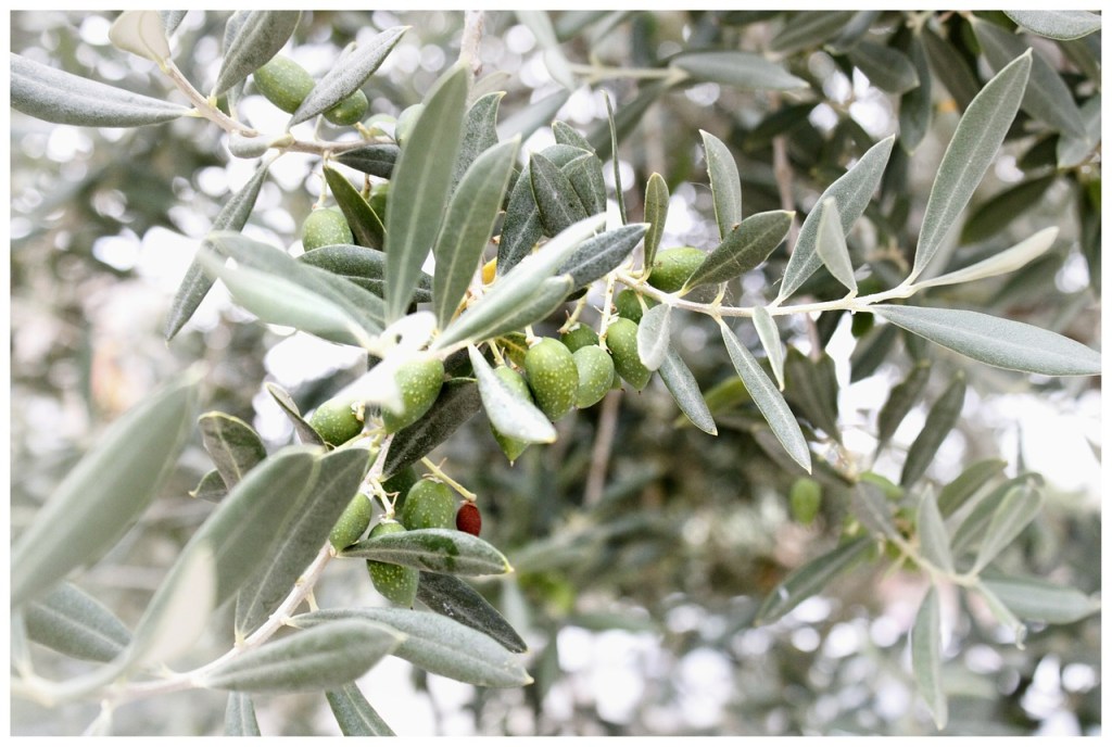 Les olives de Francis Ponge (solution du&nbsp;jeu)
