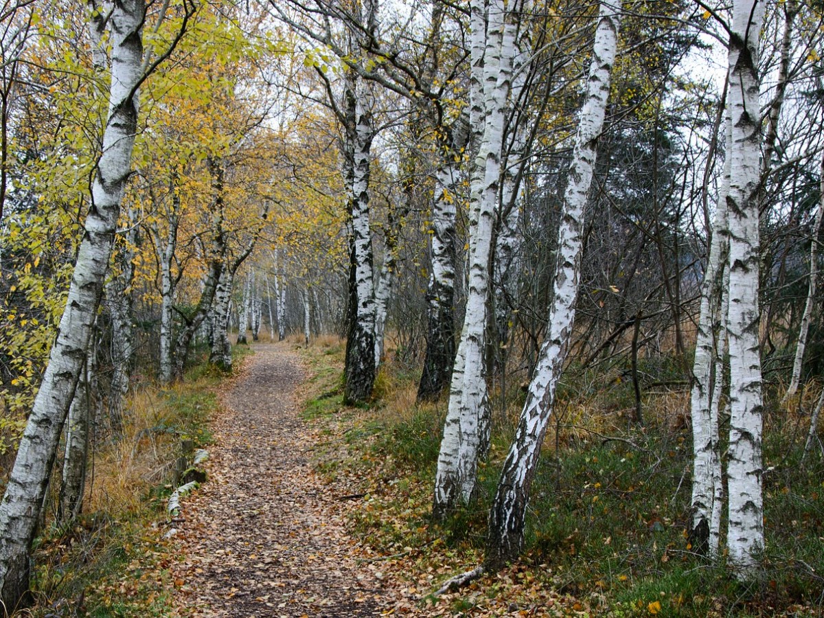 Un poème pour l&rsquo;automne : Paul&nbsp;Verlaine