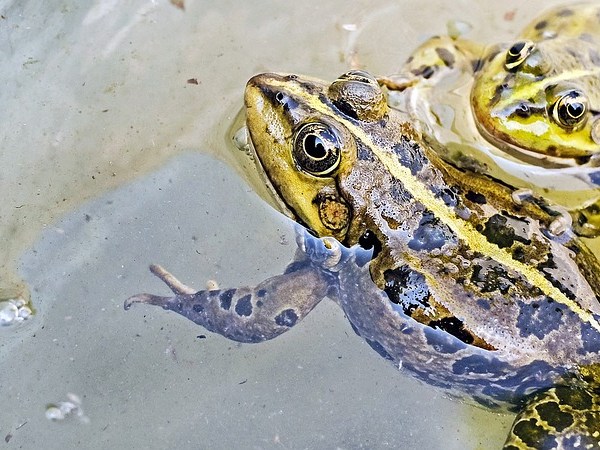 Les animaux dans la&nbsp;poésie