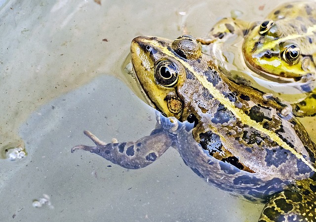Les animaux dans la&nbsp;poésie