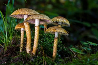 mushroom-2796191_640