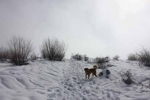 La neige dans la poésie&nbsp;contemporaine