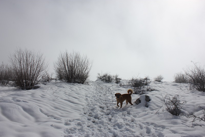 La neige dans la poésie&nbsp;contemporaine