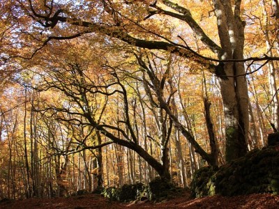 Les correspondances baudelairiennes