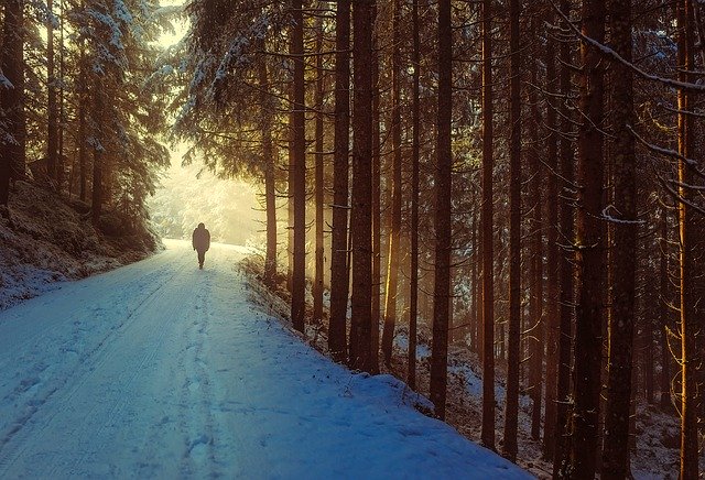 &laquo;&nbsp;Hopkins forest&nbsp;&raquo; d&rsquo;Yves&nbsp;Bonnefoy