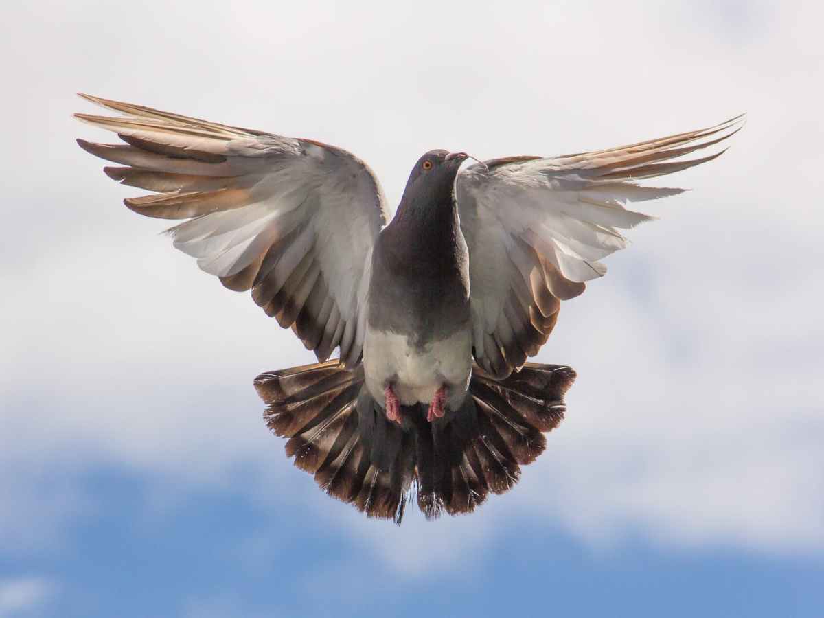 Desbordes-Valmore : &laquo;&nbsp;La jeune fille et le ramier&nbsp;&raquo;