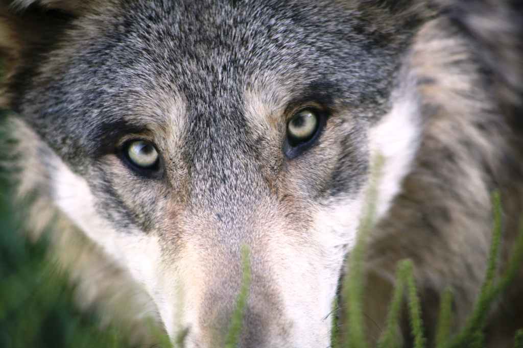 &laquo;&nbsp;Naïs au pays des loups&nbsp;&raquo;