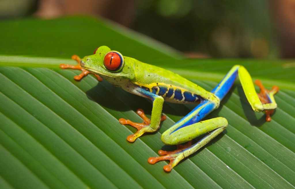 La grenouille de&nbsp;Desnos