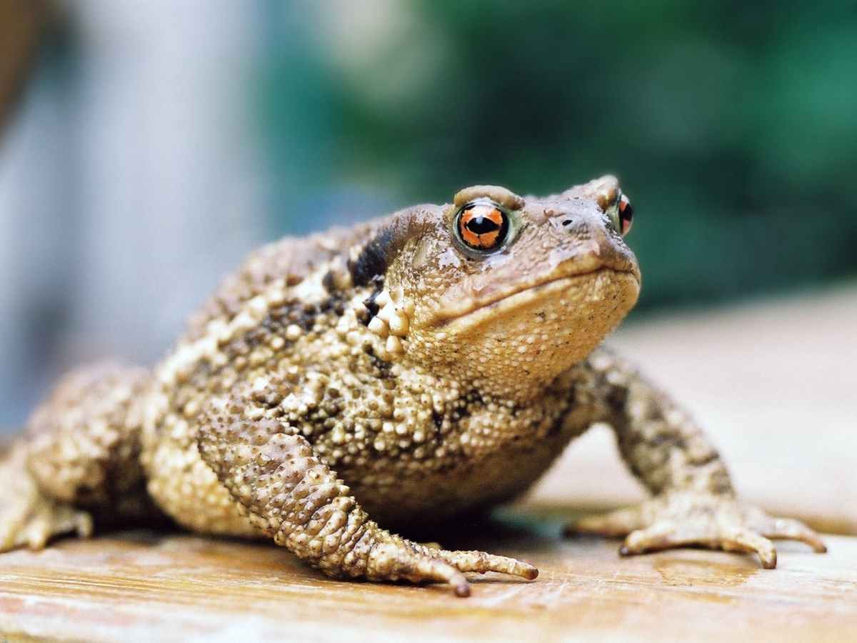 &laquo;&nbsp;J&rsquo;aime la chauve-souris et le crapaud&nbsp;&raquo;