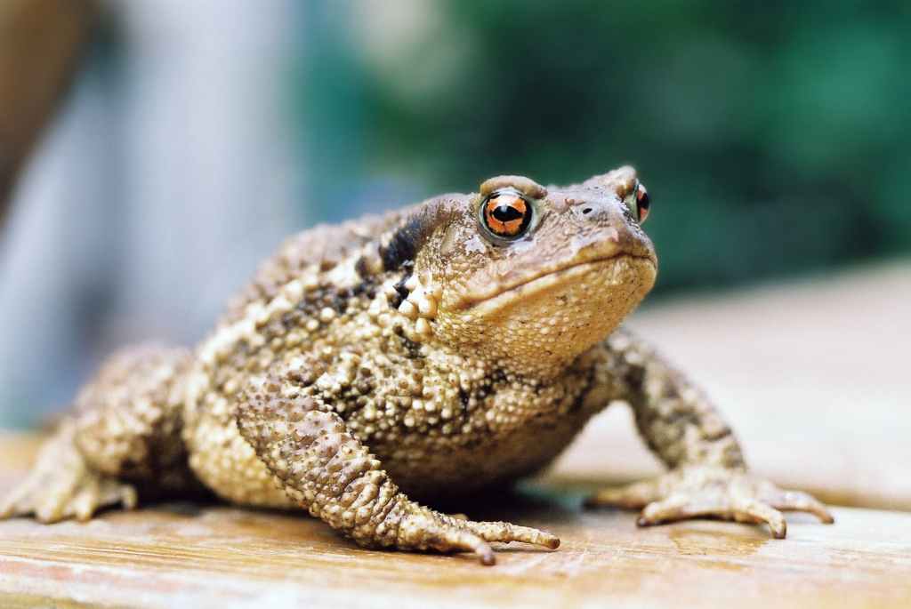 &laquo;&nbsp;J&rsquo;aime la chauve-souris et le crapaud&nbsp;&raquo;
