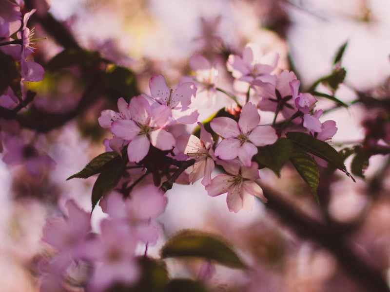 Quel pourrait être le thème du prochain Printemps des Poètes&nbsp;?