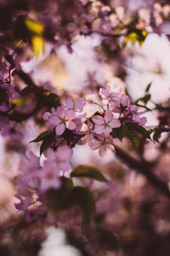 Quel pourrait être le thème du prochain Printemps des Poètes&nbsp;?
