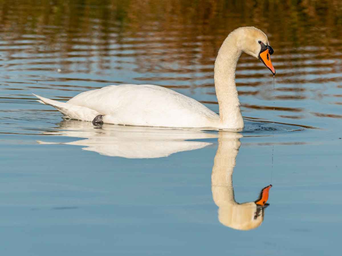 &laquo;&nbsp;Le vilain petit canard&nbsp;&raquo; en fin&nbsp;d&rsquo;année