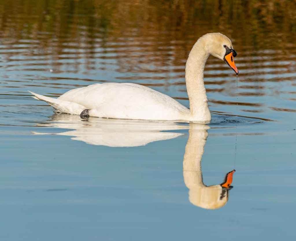 &laquo;&nbsp;Le vilain petit canard&nbsp;&raquo; en fin&nbsp;d&rsquo;année