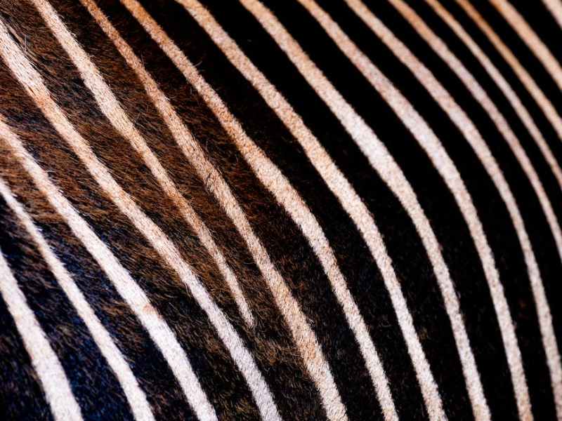 Le zèbre :&nbsp;calligramme