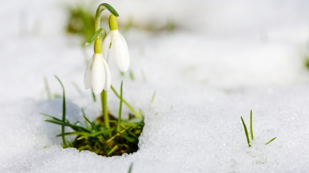 Fiorire l&rsquo;inverno, une anthologie de fleurs&nbsp;d&rsquo;hiver