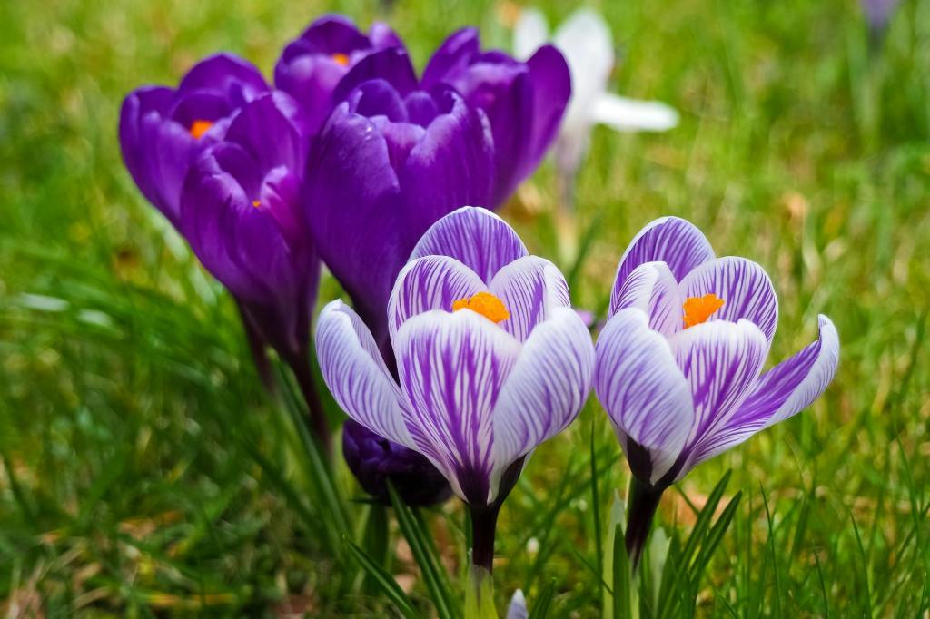 La presse italienne se fait écho de l&rsquo;anthologie &laquo;&nbsp;Fiorire l&rsquo;inverno&nbsp;&raquo;