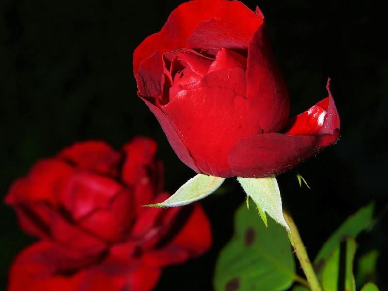 La Belle et la Bête, version queer et engagée, bientôt au&nbsp;théâtre