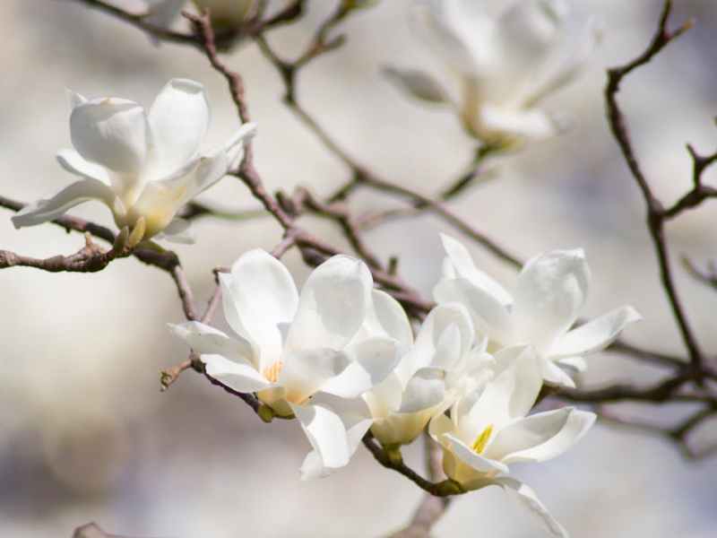 &laquo;&nbsp;Embarquement poétique&nbsp;&raquo; rend hommage à Renée&nbsp;Good