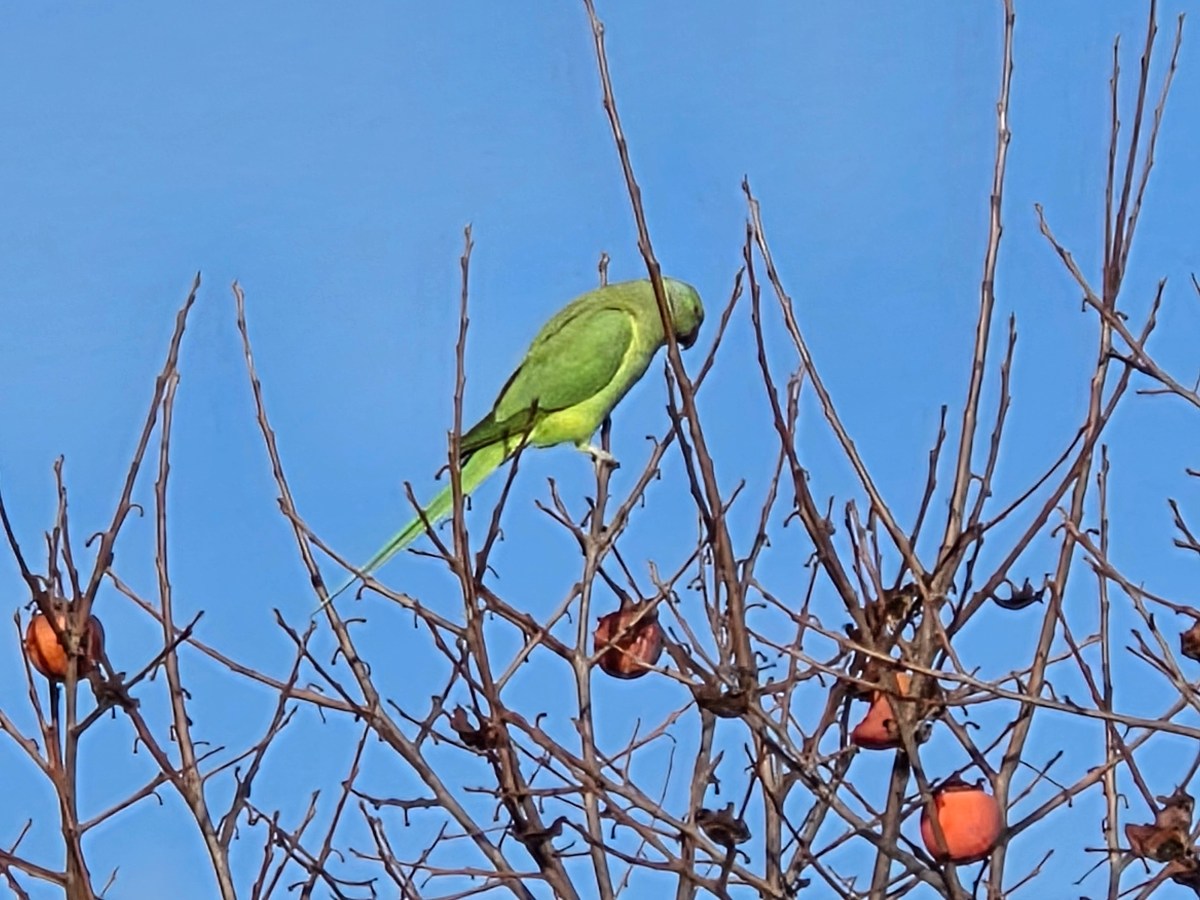 Que notre joie&nbsp;demeure